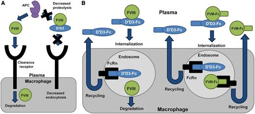Mechanisms regulating plasma levels of FVIII. (A) In the absence of VWF, plasma levels of FVIII are reduced because of proteolysis by activated protein C (APC) and accelerated receptor-mediated endocytosis. VWF D′D3 is able to stabilize plasma levels of FVIII presumably by regulating these clearance mechanisms. (B) VWF D′D3-Fc has a prolonged half-life relative to VWF D′D3 because of interactions with the Fc receptor FcRn recycling pathway. VWF D′D3-Fc is able to stabilize endogenous FVIII levels in VWF-deficient mice because of continual secretion of FVIII into the plasma. However, in hemophilia A mice, exogenous FVIII is not adequately protected from clearance and rapid degradation. Coinfusion of VWF D′D3-Fc and FVIII-Fc might result in recycling of both molecules through the FcRn endosomal pathway, leading to an extended half-life beyond that observed for FVIII-Fc alone.