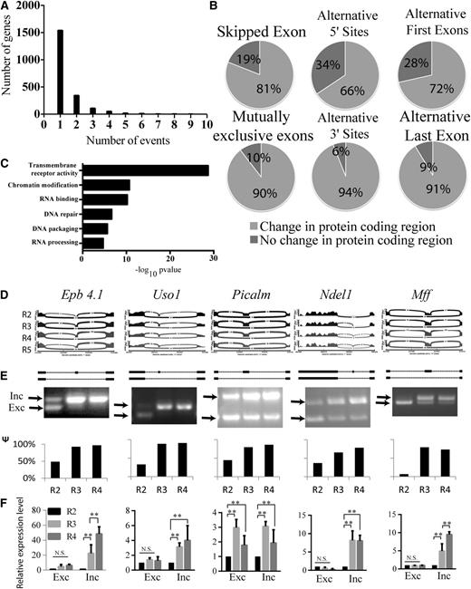 Figure 1. Alternative mRNA isoforms identified by RNA-seq analysis during the critical transition of terminal erythroid differentiation. (A) Distribution of the number of significant isoform events per genes comparing R2 with all following stages of erythropoiesis. (B) Pie chart showing the proportion of isoform changes affecting amino acid sequences in the 6 different classes of gene isoform expression events. (C) Statistically significant GO terms of genes with protein coding changes due to alternative isoforms. (D) Sashimi plots53 of the events showing exonic reads and junctional reads of the exon trios of the indicated SE events from (top to bottom) R2 to R5. The height of the wiggles in the exons depicts the log2 RPKM of reads covering those positions. Arcs connecting exon boundaries represent junctional reads that align the 2 connecting exons. The thickness of the arcs is proportional to the number of corresponding junctional reads. (E) Semiquantitative isoform RT-PCR analysis of splicing events in R2 proerythroblasts and late erythroblasts (R3 and R4) isolated from fetal livers at E14.5. Arrows mark the inclusion product (top band) relative to the exon-skipping product (bottom band). The bar graphs below the gel images show percentages of the included isoform (Ψ value) as quantified from the relative intensities of the inclusion and exclusion bands. (F) Quantitative RT-PCR determination of the absolute levels of expression of the inclusion and exclusion isoforms. **Significance (P < .01). N.S., nonsignificant.