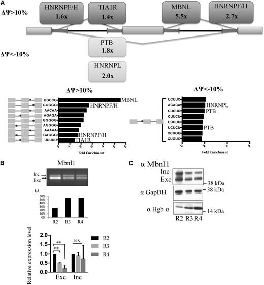 Figure 2. Evidence for the potential role of Mbnl1 in regulating splicing during erythroid differentiation. (A) Pentamer motifs significantly enriched in the 4 flanking 250-nt intronic regions of regulated skipped exons. Rectangular boxes indicate the names of splicing factors with ≥1 known motif enriched at an FDR < 0.05. Bar graphs show the fold enrichment of the pentamer motifs. The asterisks on the gray exon trio on the left denote the location of the motifs. (B) Mbnl1 isoform expression levels during erythropoiesis. Mbnl1 transcript isoform expression level was measured by seminquantitative PCR, and Ψ values were quantified by relative intensities of the inclusion and exclusion bands. The lower bar graph shows qRT-PCR analysis of Mbnl1 inclusion and exclusion isoforms. **Significance (P < .01). (C) Western blot showing the expression the Mbnl1 inclusion and exclusion isoforms during terminal erythropoiesis; western blots of glyceraldehyde-3-phosphate dehydrogenase (GAPDH) and hemoglobin α are included as controls.