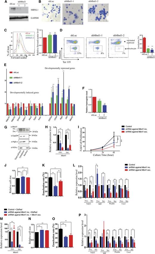 Figure 3. Erythroid differentiation is blocked in Mbnl1 knockdown cells and not restored by ectopic expression of the excluded isoform. (A) Western blot analysis of MBNL1 protein from GFP-sorted day 2 cultured cells following expression of shLuc, shMbnl1-1, and shMbnl1-2. GAPDH was used as loading control. (B) May-Grunwald Giemsa staining of GFP-sorted day 2 cultured cells infected with the indicated viruses. Representative images are shown. Scale bar is 10 µm. (C) Cell size measured by forward scatter at day 2 of in vitro culture shown for cells expressing shLuc control (red), shMbnl1-1 (green), and shMbnl1-2 (blue). Bar graph shows the relative forward scatter level of cells treated with the shLuc or shMbnl1 shRNAs. Statistics from 3 experiments are shown. (D) Flow cytometry plots of day 2 in vitro cultured cells stained with Ter119-APC and Hoechst. Boxes denote enucleated cells. Statistics from 3 experiments are shown. (E) RNA expression levels of the indicated genes in GFP-sorted day 2 cultured cells following addition of shRNAs, as determined by qRT PCR. 18s rRNA was used for normalization. Error bar is standard deviation (n = 3). (F) Relative hemoglobin levels in GFP-sorted day 2 cultured cells following addition of the indicated shRNAs (n = 3). (G) Western blot analysis of Mbnl1 subcellular localization in E14.5 murine fetal liver cells. GAPDH and hemoglobin α served as markers for the cytoplasmic fraction, whereas histone 2A.x served as marker for the nuclear fraction. (H) qPCR analysis of the expression levels of the Mbnl1 inclusion and exclusion isoforms after knockdown of the Mbnl1 inclusion isoform. (I) Terminal proliferation of erythroid cells after knockdown of the Mbnl1 inclusion isoform. (J) Cell size of erythroid cells measured by forward scatter after knockdown of the Mbnl1 inclusion and exclusion isoforms. (K) Enucleation of erythroid cells after knockdown of the Mbnl1inclusion and excluded isoforms. (L) qPCR analysis of the expression levels of splicing isoforms of 4 genes after knockdown of the Mbnl1 inclusion and exclusion isoforms. (M) qPCR analysis of the expression levels of the Mbnl1 inclusion and exclusion isoforms after knockdown of the Mbnl1inclusion isoform with or without ectopic expression of the Mbnl1 exclusion isoform. (N) Cell size, (O) enucleation, and (P) qPCR analysis of the expression levels of splicing isoforms of 4 genes of erythroid cells after knockdown of the Mbnl1inclusion isoform with or without ectopic expression of the Mbnl1 exclusion isoform.