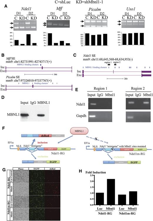 Figure 4. Ndel1 is a direct MBNL1 splicing target. (A) Semiquantitative RT-PCR analysis of alternative exon presence in Ndel1, Mff, Picalm, and Uso1 gene transcripts in GFP-sorted cultured day1 (D1) and day 2 (D2) cells infected with shLuc (C) or shMbnl1-1 (KD). Bar graphs show the percentage of the inclusion isoform based on quantification of inclusion and exclusion band intensities. (B) Genome tracks showing the computed positions of MBNL1 binding clusters in the introns of the Mff and Picalm transcripts relative to the alternatively skipped exon. (C) Genome track showing the computed position of the MBNL1 binding clusters on the introns of Ndel1 SE event and the regions probed by the RIP experiment. (D) Western blot of MBNL1 protein in control IgG and anti-MBNL1 immunoprecipitations of a total cell lysate. (E) PCR analysis of Ndel1 intronic regions in IgG and MBNL1 immunoprecipitated cell lysates. (F) Schematic of the bichromatic splicing reporter assay; wild-type Ndel gene depicted on the left and the form with a mutation in the predicted Mbnl1 binding site on the right. (G) Fluorescent microscopy images of MBNL1-Ndel1-minigene reporter assay. (H) Quantification of the fold induction of Ndel1-inc-dsRed reporter signal derived from FACS analysis.