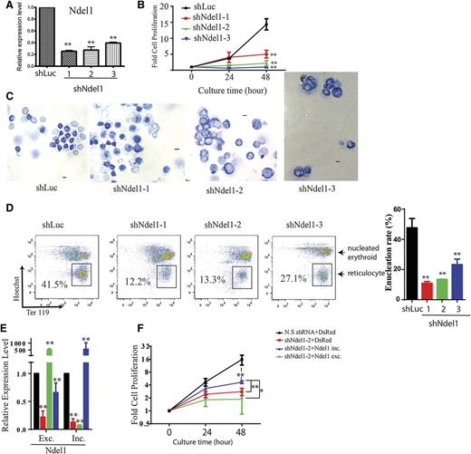 Figure 5. Knockdown of Ndel1 impairs terminal erythroid proliferation and differentiation and is partially rescued by overexpression of the Ndel1 inclusive form. (A) qRT-PCR analysis of Ndel1 expression after 48 hours of differentiation of cells expressing shLuc, shNdel1-1, shNdel1-2, or shNdel1-3. (B) Graph showing terminal proliferation of erythroid cells after knockdown of control (black), shNdel1-1 (red), shNdel1-2 (green), or shNdel1-3 (blue). (C) Representative images of May-Grunwald Giemsa staining of infected erythroid cells after 48-hour culture. Scale bar is 10 µm. (D) Flow cytometry plots of infected erythroid cells after 48-hour culture stained with Ter119-APC and Hoechst. Enucleated reticulocytes are boxed. Statistics of 3 experiments are shown. (E) qRT-PCR analysis of the expression of the Ndel1 exclusion and inclusion forms in cells in which Ndel1 is knocked down and then rescued by expression of the 2 Ndel1 isoforms. Exc., excluded; Inc., included isoform. (F) Overexpression of Ndel1-inc isoform, but not the Ndel1-exc isoform, partially rescues the proliferation defect caused by knockdown of endogenous Ndel1.