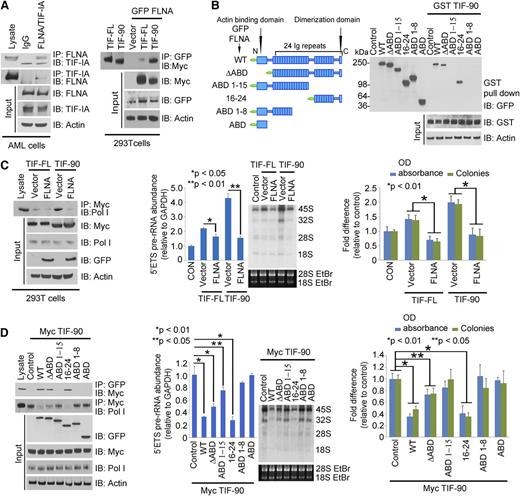 Figure 4. FLNA interacts with TIF-90 and prevents TIF-90 enhancement of rRNA synthesis. (A) Interaction of FLNA and TIF-IA in primary AML cells (left). AML lysate (500 μg) combined from 10 samples was used for immunoprecipitation experiments. Cell lysate was immunoprecipitated with anti-IgG or anti-FLNA antibody and immunoblotted with anti-TIF-IA antibody (left). Interaction of TIF-FL and TIF-90 with FLNA (right). The 293T cells were cotransfected with green fluorescent protein (GFP)-FLNA or vector control, Myc-TIF-FL, or Myc-TIF-90. FLNA protein was immunoprecipitated with anti-GFP antibody and immunoblotted with anti-Myc antibody. (B) Mapping the interaction domain of FLNA for TIF-90. Schematic structure of FLNA full length and fragments (left); interaction of GST-tagged TIF-90 with FLNA fragments in cell lysate (right). (C) Effects of FLNA expression on TIF-FL and TIF-90 enhancement of rRNA synthesis. The 293T cells were cotransfected with Myc-tagged TIF-FL or TIF-90 and vector control or GFP-FLNA. Myc-TIF protein was immunoprecipitated with anti-Myc antibody and immunoblotted with anti-Pol I antibody (left); 5′ETS pre-rRNA and RNA labeling (middle); MTT and colony-forming assay (right). (D) Effects of FLNA full length and fragments on TIF-90 enhancement of rRNA synthesis. The 293T cells were cotransfected with Myc-TIF-90 and the indicated FLNA constructs. FLNA protein was immunoprecipitated with anti-GFP antibody and immunoblotted with anti-Myc antibody (left, top row); TIF-90 protein was immunoprecipitated with anti-Myc antibody and blotted for Pol I binding (left, second row); 5′ETS pre-rRNA and RNA labeling (middle); MTT and colony-forming assays (right).