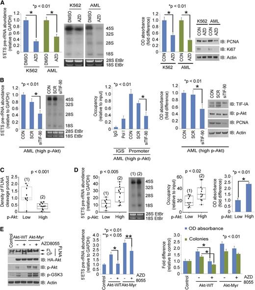 Figure 5. Akt regulates rRNA synthesis through TIF-90 and FLNA cleavage. (A) Effects of Akt inhibition on rRNA synthesis and cell proliferation in AML cells. K562 and a mixture of primary AML cells (n = 10) were treated with AZD8055 for 3 hours (left). The 5′ETS pre-rRNA and RNA labeling were performed as shown. Values for qPCR represent the mean ± SD of triplicate determinations (n = 3). Western blot demonstrating Akt inhibition is shown in supplemental Figure 7E. K562 and a mixture of primary AML cells (n = 10) were treated with AZD8055, and cell survival and proliferation were determined by MTT assay and western blot using the proliferation markers proliferating cell nuclear antigen (PCNA) and antigen Ki-67 (Ki67) (right). (B) Effects of TIF-90 depletion on rRNA synthesis, promoter occupancy, and cell proliferation in primary AML cells. A mixture of AML cells (n = 7) with p-Akt expression levels above the mean value (as determined by densitometry on western blot; Figure 3A) was transfected with siSCR or siTIF-90 for 24 hours. The 5′ETS pre-rRNA (left), ChIP assay (middle), and MTT assay and western blot (right). (C and D) Correlation of p-Akt with cleavage of FLNA, pre-rRNA synthesis, and cell survival in primary AML cells. Twenty-one samples from AML patients were divided into low and high p-Akt expression groups, and the level of FLNA cleavage was measured based on the densitometry results from Figure 3A. (C) Correlation of p-Akt with FLNA cleavage. (D) Correlation of p-Akt with pre-rRNA synthesis (left); correlation of p-Akt and Pol I binding to rDNA (middle); MTT assay with a mixture of AML cells (low p-Akt, n = 9; high p-Akt, n = 12) (right). (E) Effects of AZD8055 on FLNA cleavage in the presence of Akt or Akt-Myr. K562 cells were transfected with the indicated Akt constructs or treated with AZD8055 or no drug. Western blots were performed as indicated (left); 5′ETS pre-rRNA was measured by qPCR (middle) and MTT and colony-forming assay (right).