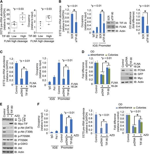 Figure 6. Effects of TIF-90 expression on FLNA C-terminal (FLNA-C) (16-24) regulated rRNA synthesis. (A) Correlation of FLNA cleavage and TIF-90 expression with rRNA synthesis. AML samples with high levels of FLNA cleavage as determined by western blot were divided into low and high TIF-90 expression groups. The level of rRNA synthesis (left) and the recruitment of Pol I to the rDNA promoter (right) were determined for each set of samples. (B) Effects of TIF-90 depletion and FLNA cleavage on rRNA synthesis and cell survival in primary AML cells. AML samples with high levels of both FLNA cleavage and TIF-90 (n = 5) were transfected with siSCR or siTIF-90 (20 nM). The 5′ETS pre-rRNA (left); ChIP assay and western blot (middle); MTT assay (right). (C and D) Effects of TIF-90 overexpression on the FLNA-C (16-24)–mediated decrease in rRNA synthesis, Pol I binding to rDNA, and cell proliferation. K562 cells were transfected with vector control of FLNA-C (16-24) before transfection with vector control or Myc-TIF-90. (C) The 5′ETS pre-rRNA was measured by qPCR (left); ChIP assay with anti-Pol I antibody (right). Values for qPCR represent the mean ± SD of triplicate determinations. (D) MTT and colony-forming assay (left); western blot (right). (E and F) Effects of TIF-90 overexpression on AZD8055-mediated decrease in rRNA synthesis, Pol I binding to rDNA, and cell proliferation. K562 cells were treated with AZD8055 before transfection with vector control or Myc-TIF-90. (E) Western blot with indicated antibodies. (F) ChIP assay with anti-Pol I antibody (left); 5′ETS pre-rRNA was measured by qPCR (middle); MTT and colony-forming assay (right).