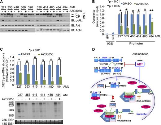 Figure 7. Akt inhibition induces FLNA cleavage and a decrease in rRNA synthesis and cell proliferation in AML cells. (A) Effects of AZD8055 on p-Akt expression and FLNA cleavage in primary AML cells. Ten AML patient samples were treated with AZD8055 (20 nM) or vehicle for 3 hours, and 30 μg lysate of protein was used for western blot and immunoblotted with the indicated antibodies. (B and C) Effects of AZD8055 on Pol I binding to rDNA, pre-rRNA synthesis, and cell survival in AML primary cells. Six AML samples were treated as in panel A. (B) ChIP assay was performed with anti-Pol I antibody. (C) The 5′ETS pre-rRNA was measured by qPCR (top); RNA was labeled with 32P (bottom). Values for qPCR represent the mean ± SD of triplicate determinations. (D) Schematic model of the regulation of rRNA synthesis by activated Akt as mediated through both the inhibition of FLNA cleavage and TIF-90 activity.