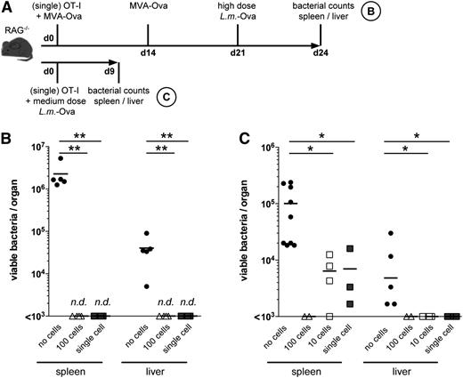 Figure 1. Adoptive transfer of a single naive antigen-specific CD8+ T cell can reconstitute protective immunity toward high-dose L.m. infection. (A) Schematic outline of the experimental procedure. RAG−/− recipient mice received a single naive (CD44lo) CD45.1-OT-I CD8+ T cell by intraperitoneal application. On days 0 and 14 after T-cell transfer, prime/boost IV vaccination was performed with 1 × 108 MVA-Ova. On day 21 after T-cell transfer, mice were challenged IV with an otherwise-lethal dose of L.m.-Ova. Three days later, viable bacteria in tissue homogenates were determined by counting CFUs on brain heart infusion plates. Results are depicted in panel B. Alternatively, RAG−/− recipient mice received naive CD45.1 OT-I TCR-transgenic CD8+ T cells as before, and on the same day recipient mice were challenged IV with L.m.-Ova (infection dose 7500 bacteria). (C) Nine days later, viable bacteria were determined in spleen and liver. Mice receiving 100 CD45.1 OT-I cells served as positive control, whereas mice with undetectable CD45.1 OT-I T cells after single-cell transfer (no cells) served as a negative control (n.d., not detectable). Horizontal bars indicate means. P values were calculated by 1-way analysis of variance.