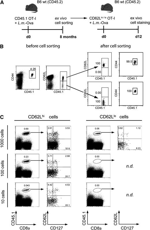 Figure 2. Expansion of CD62Lhi antigen-experienced memory T cells after low-dose T-cell transfer. (A) B6 wt (CD45.2) recipient mice received 10 naive CD44lo CD45.1+ OT-I T cells and were subsequently infected with 5 × 103 L.m.-Ova. Eight months later, CD45.1+ OT-I T cells were identified from living lymphocytes as CD44hi CD62Lhi and CD62Llo memory T-cell subsets (B, before cell sorting). Subset cells were FACS purified (B, after cell sorting) and transferred into L.m.-Ova-infected (5 × 103) B6 wt (CD45.2) recipient mice, respectively. (C) Expansion and differentiation of the transferred memory T-cell subsets were analyzed 12 days later. The frequencies of re-expanded CD45.1 OT-I memory subset T cells in the spleen after transfer of the indicated cell numbers are demonstrated, and representative differentiation patterns of expanded CD45.1+ T cells (CD127 and CD62L staining) are shown (n.d., not detectable).