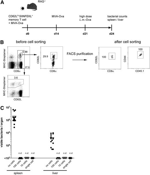 Figure 3. Successful single-cell transfer of CD62Lhi antigen-experienced CD8+ memory T cells. (A) Adoptive transfer protocol from H2-Kb/SIINFEKL-Streptamer–enriched polyclonal (not TCR transgenic) memory T cells. (B) MHC-Streptamer–positive CD62Lhi CD8+ memory T cells were identified in spleens of L.m.-Ova-immune CD45.1 wt mice (B, before cell sorting) and FACS purified (purities in B, after cell sorting). Streptamer reagents were removed after addition of d-biotin, and cells were immediately transferred into RAG−/− mice. Recipient mice were MVA vaccinated and L.m.-Ova challenged in analogy to Figure 1. (C) Bacterial counts in spleen and liver of mice with the indicated transferred T-cell numbers are shown (n.d., not detectable). Negative control mice had undetectable CD45.1-OT-I T cells after single-cell transfer (no cells).