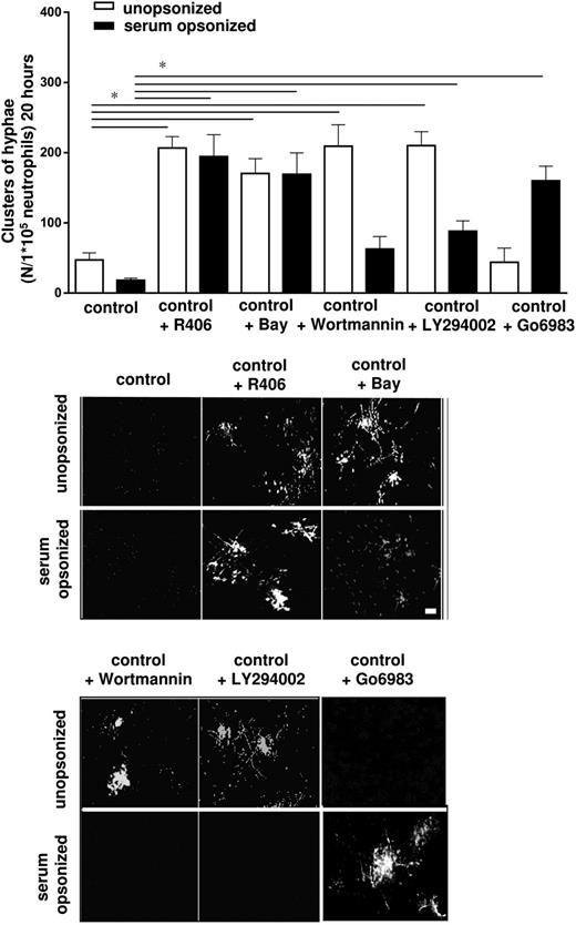 Figure 6. Syk, PI3K, and PKC in the killing of C albicans. Untreated and treated neutrophils with inhibitors of Syk: R406 (2.5 μM) or Bay (2.5 μM), the PI3K inhibitors Wortmannin (100 nM), or LY294002 (10 μM) and the PKC inhibitor Go6983 (20 μM) were cocultured overnight with C albicans–GFP and clusters of hyphae were assessed microscopically. Scale bar is 50 μm. Results are means ± SEM of at least 3 independent experiments. *P < .05.