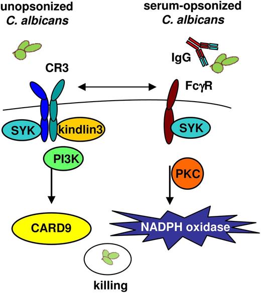 Figure 7. Neutrophil-mediated killing of C albicans. Two independent and distinct neutrophil-mediated killing mechanisms of C albicans were characterized. The killing of unopsonized C albicans depends on CR3 recognition, PI3K, and CARD9 signaling but is independent of NADPH oxidase activation. The killing of opsonized C albicans involved FcγRs, signaling through PKC and requires ROS formation by the NADPH oxidase system. Syk signaling is essential in both pathways for the killing of unopsonized and opsonized C albicans killing.