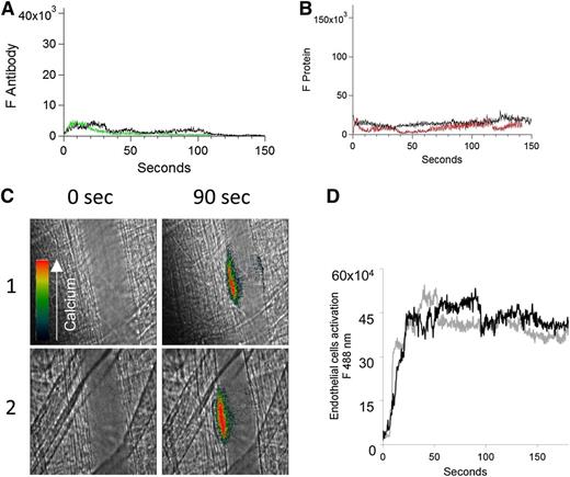 Figure 5. In the absence of a platelet thrombus, the anti-β2GP1 autoantibody/β2GP1 complex neither bound the endothelium nor enhanced endothelial calcium mobilization. (A) After blocking platelet accumulation by infusion of eptifibatide (10 μg/g mouse), the median integrated antibody fluorescence (FAntibody) after infusion of anti-β2GP1 F(ab′)2 (24 thrombi, 2 mice) or control F(ab′)2 (26 thrombi, 2 mice) over 150 seconds after vessel wall injury was measured. Anti-β2GP1 F(ab′)2 (green); control F(ab′)2 (black). No significant binding of anti-β2GP1 F(ab′)2 was observed in the absence of a platelet thrombus. (B) After blocking platelet accumulation by infusion of eptifibatide (10 μg/g mouse), the median integrated protein fluorescence (Fβ2GP1 or FHSA) after infusion of Alexa 647 conjugated to β2GP1 (24 thrombi, 2 mice) or Alexa 647 conjugated to HSA (26 thrombi, 2 mice) over 150 seconds after vessel wall injury was measured. β2GP1 (red); control (black). No significant binding of β2GP1 was observed. (C) Fluo-4-AM was delivered into the mouse circulation via the femoral artery, and concurrent platelet aggregation was inhibited by infusion of eptifibatide (10 μg/g mouse) every 15 minutes. After laser-induced vessel wall injury, changes to endothelial Ca2+ levels were observed by excitation at 488 nm and images were recorded over time. Antibody-induced change in endothelial cell activation was examined in the injured vessel performed upstream in 1 arteriole before and 15 minutes after infusion of 10 μg of anti-β2GP1 autoantibodies. Images show calcium elevation in the endothelium in the absence of platelet accumulation obtained at time 0 and at 90 seconds after vessel wall injury before (panel 1) and after (panel 2) injection of 10 μg of anti-β2GP1 antibodies. The fluorescence signal is represented as a pseudocolor intensity map where black represents the least intense and red represents the most intense fluorescence signal. (D) The kinetics of endothelial cell activation at the site of laser-induced injury was determined by calculating median fluorescence values at 488 nm as a function of time. Calcium mobilization is represented by the median fluorescence intensity of Fluo-4-AM–loaded endothelial cells over 3 minutes before (black) and after (gray) infusion of 10 μg of anti-β2GP1 IgG for 15 to 20 thrombi in 2 mice.