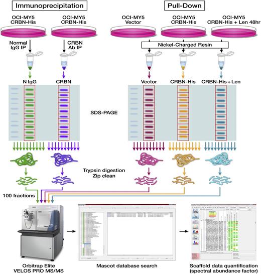 Figure 1. Identification of proteins in CRBN protein-protein interaction. Schematic diagrams show the workflow designed for identifying CRBN-binding partners via Co-IP or Ni+ beads pull-down and proteomic-based analysis. The first approach includes Co-IP, separation by SDS-PAGE, in-gel digestion and peptide extraction, and HPLC-ESI-MS/MS quantitative analysis. The second approach included using Ni+ beads to pull down the proteins from control cells (OCI-MY5 vector) and CRBN-overexpressing cells (OCI-MY5 CRBN-His) untreated or pre-treated with lenalidomide for 48 hours, separation by SDS-PAGE, in-gel digestion and peptide extraction, and HPLC-ESI-MS/MS quantitative analysis.