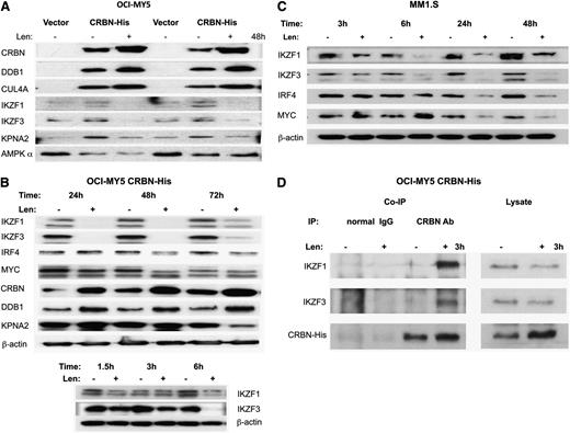 Figure 3. Validation of IKZF1 and IKZF3 as CRBN-binding proteins. (A) Immunoblotting of the Ni+ beads pull-down proteins from OCI-MY5 vector (control) and OCI-MY5 CRBN-His with (+) without (–) lenalidomide treatment of 48 hours (2 independent experiments). CRBN, DDB1, CUL4A, IKZF1, IKZF3, and KPNA2 showed similar changes detected by MS analysis. (B-C) OCI-MY5 CRBN-His and MM1.S cells were treated with lenalidomide (10 μM) in a time course, and the changes of some top proteins identified from MS analysis or related with lenalidomide-induced cytotoxicity were measured by western blot. IKZF1 and IKZF3 downregulation was identified as the earliest change after lenalidomide treatment. (D) OCI-MY5 CRBN-His cells were treated with dimethyl sulfoxide or lenalidomide for 3 hours, and Co-IP was performed with anti-CRBN antibody to immunoprecipitate CRBN and CRBN-associated proteins, using a normal mouse IgG as a negative control. IKZF1 and IKZF3 were greatly increased in CRBN antibody–immunoprecipitated samples after lenalidomide treatment (left panels), but they are decreased in cell lysate after lenalidomide treatment (right panels). CRBN increased in both immunoprecipitated and nonimmunoprecipitated lysate.