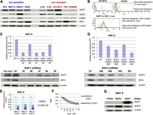 Figure 5. Expression of Ikaros proteins in HMCLs and induction of cytotoxicity after knockdown of IKZF1 and IKZF3. (A) Expression of IKZF1 and IKZF3 in HMCLs. Nine HMLCs either sensitive or resistant to lenalidomide were analyzed for the expression of Ikaros by western blot. (B) Expression of IKZF1 in HMCLs was detected by flow cytometry analysis. (C-D) Knockdown of IKZF1 and IKZF3 induced cytotoxicity. MM1.S cells were infected with lentivirus-expressing nontargeting control or IKZF1 or IKZF3 shRNAs. MTT assays were performed at day 6 after infection and western blot analysis was performed at day 3 after infection. (E-G) Overexpression of IKZF1 and IKZF3 in a lenalidomide-sensitive cell line, MM1.S, did not substantially change lenalidomide sensitivity. MM1.S cells were infected with control virus (expressing vector alone) or lentivirus-expressing IKZF1 and IKZF3 after 72 hours (E), or after sorting GFP+ cells in MM1.S cells infected by IKZF1 lentivirus at 14 days after infection (F), cells were seeded in a 96-well plate and were treated with lenalidomide. (G) MTT assay was performed at day 6 after treatment and western blot analysis was performed at day 3 to confirm overexpression of IKZF1 and IKZF3.
