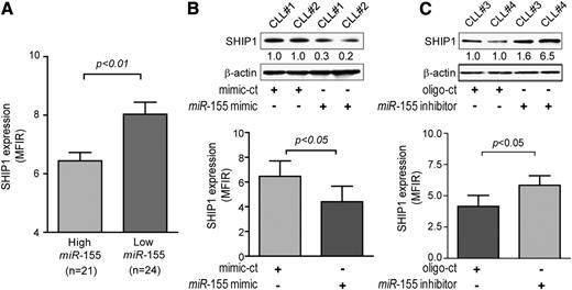 Figure 2. Expression of SHIP1 protein in CLL cells that expressed high vs low levels of miR-155. (A) Expression of SHIP1 in CLL cells that expressed high (n = 21) or low (n = 24) levels of miR-155, as indicated at the bottom of the histogram. The height of each column corresponds to the mean MFIR of cells stained for SHIP1 in each subgroup. Error bars indicate the standard deviation of the mean. Statistical significance was determined by unpaired Student t test (P < .05). (B) Expression of SHIP1 in representative CLL samples, CLL#1 (Rai stage 1 at diagnosis, mutated IGHV, ZAP-70–negative, Δ peak anti-µ–induced MFIR = 7) or CLL#2 (Rai stage 2 at diagnosis, mutated IGHV, ZAP-70–positive, Δ peak anti-µ–induced MFIR = 32), after transfection with mimic-ct (control microRNA) or miR-155 microRNA, as indicated at the bottom of each panel. (C) Expression of SHIP1 in representative CLL samples, CLL#3 (Rai stage 2 at diagnosis, unmutated IGHV, ZAP-70–positive, Δ peak anti-µ–induced MFIR = 4.2) or CLL#4 (Rai stage 0 at diagnosis, mutated IGHV, ZAP-70–negative, Δ peak anti-µ–induced MFIR = 1.4), after transfection with oligo-ct (control microRNA) or miR-155 inhibitor, as indicated at the bottom of each panel. In (B) and (C) data are presented from immunoblot analyses (top panels) or flow cytometry (bottom panels), respectively. After the immunoblots were probed with anti-SHIP1, they were stripped and probed with anti–β-actin to monitor the uniformity of protein loading. The numbers between the immunoblot panels provide density ratios of the SHIP1 band relative to that of the β-actin band, normalized with respect to the ratio observed in control-treated samples. The histograms in the bottom panel depict the mean MFIR of CLL cells stained for SHIP1 after transfection with (B) mimic-ct or miR-155 mimic or (C) oligo-ct or miR-155 inhibitor, as indicated at the bottom of each histogram. Statistical significance was determined by paired Student t test (P < .05).