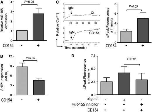 Figure 5. Stimulation of CLL cells with CD154 can induce expression miR-155, downregulation of SHIP1, and enhanced BCR signaling. (A) Expression of miR-155 in CLL cells without (−) or with (+) CD154 stimulation. The height of each column in the histogram corresponds to the fold increase in expression of miR-155 in CLL cells stimulated with CD154 (+) relative to that in CLL cells that had not been so stimulated (−), as indicated at the bottom of the histogram. We determined statistical significance using the paired Student t test (P < .05). (B) Expression of SHIP1 in CLL cells without (−) or with (+) CD154 stimulation, as indicated at the bottom of the histogram. The height of each column corresponds to the mean MFIR for SHIP1. (C) Anti-µ–induced calcium mobilization in CLL cells without (Ct, top panel) or with (CD154, lower panel) CD154 stimulation. The relative mean fluorescence intensity in intracellular calcium is plotted as a function of time. The arrow labeled “IgM” indicates the time at which the anti-µ was added to the cells (left panel). The histogram to the right depicts the mean increase of fluorescence intensity of CLL cells following stimulation with anti-µ without (−) or with (+) prior stimulation with CD154, as indicated at the bottom of the histogram. (D) Anti-µ–induced calcium mobilization in CLL cells with (+) or without (−) CD154 stimulation after the cells were transfected with a control oligonucleotide (oligo-ct) or miR-155 inhibitor. The height of each column in the histogram corresponds to the mean increase of fluorescence intensity after treatment with anti-µ of CLL cells. We determined statistical significance using 1-way analyses of variance (P < .05).