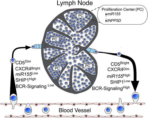 Figure 6. Model of the phenotype of CLL cells exiting the lymph node into the blood or exiting the blood into the LN. Within the PCs of the lymph node, CLL cells are stimulated via factors in the microenvironment (eg, CD154 or BAFF/APRIL), where there is upregulation of miR-155 and downregulation of INPP5D. The CLL cells that recently have exited the LN express relatively low levels of CXCR4 (CXCR4Dim), high levels of CD5 (CD5Bright), high levels of miR-155 (miR-155High), and low levels of SHIP1 (SHIP1Low), and have high responsiveness to BCR ligation with anti-µ (BCR-signalingHigh). Conversely, the cells that may exit the blood for the LN are CXCR4BrightCD5Dim and have relatively low levels of miR-155 (miR-155Low), high levels of SHIP1 (SHIP1High), and relatively low responsiveness to BCR ligation with anti-µ (BCR-signalingLow). The arrows indicate the direction of trafficking from the blood to the lymph node and then back to the blood.