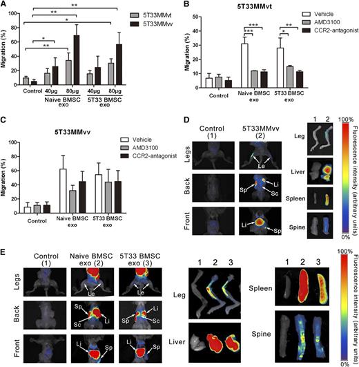 Figure 2. BMSC-derived exosomes increase migration of MM cells and home to the BM in vivo. (A) 5T33MMvt or 5T33MMvv cells were incubated with 40 or 80 μg/mL naive or 5T33 BMSC-derived exosomes in transwell system, and transmigrated MM cells were counted using fluorescence-activated cell sorter. The results are presented as the percentage of total MM cells in the transwell system. 5T33MMvt (B) and 5T33MMvv (C) cells pretreated with AMD3100 (50 μM) or CCR2 antagonist (100 nM) for 90 minutes were incubated with 80 μg/mL naive or 5T33 BMSC-derived exosomes in transwell system for another 2 hours. Transmigrated MM cells were counted using fluorescence-activated cell sorter, and the results are presented as percentage of the total MM cells in the transwell system. Mean values ± standard deviation for 3 independent experiments are shown. *P < .05; **P < .01; ***P < .001. (D) Here, 2.5 × 106 DIR-labeled 5T33MMvv cells were intravenously injected into naive mice. At 24 hours after injection, the localization of MM cells was detected using whole-body imaging. The distribution of 5T33MMvv cells in organs was also measured using an imaging system. The fluorescence intensity scale is displayed on the right side of the images. (E) Five hundred micrograms DIR-labeled naive or 5T33 BMSC-derived exosomes were intravenously injected in 5T33 mice for 24 hours. The localization of the exosomes in organs was detected as in C. The fluorescence intensity scale is indicated on the right side of the images. The highest intensity is marked as 100% and indicated by red color, whereas the lowest is indicated by dark blue. Arrows indicate the organs in vivo. Le, Legs; Li, liver, Sc, spinal column; Sp, spleen.