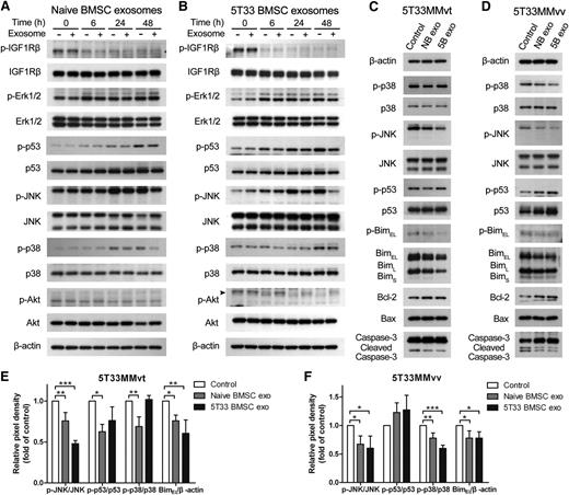 Figure 5. p38, p53, JNK, and Akt pathways are influenced by BMSC-derived exosome. 5T33MMvt cells in serum-free medium were treated with or without 40 μg/mL naive (A) or 5T33 (B) BMSC-derived exosomes for indicated times. Expressions of total and phosphorylated insulin-like growth factor 1 receptor β, Erk1/2, p53, JNK, p38, and Akt in MM cells were determined using western blot analysis. 5T33MMvt (C,E) or 5T33MMvv (D,F) cells were treated with 40 μg/mL naive or 5T33 BMSC-derived (NB or 5B) exosomes in serum-free conditions for 24 hours. The total and phosphorylated p53, JNK, p38, and Bim and the expression of Bcl-2, Bax, and caspase-3 were detected using western blot. The analysis of β-actin protein was included as a loading control. The pixel densities of p53, p38, BimEL, and JNK in 5T33MMvt (E) or 5T33MMvv (F) cells after 24 hours of treatment were quantified from 3 independent experiments. The pixel density of phosphorylations of p53, p38, and JNK were normalized to their total proteins. The expression of BimEL was normalized to β-actin, and all these results were presented by histograms. Mean values ± standard deviation for 3 independent experiments are shown. *P < .05; **P < .01; ***P < .001.