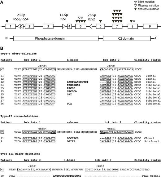 Figure 2. Breakpoints of PTEN microdeletions. (A) Schematic representation of the PTEN gene. Missense mutations are represented by open triangles above the exons, whereas a silent mutation is presented as a filled gray triangle as shown before.18 Nonsense insertion/deletion mutations are indicated by a filled black triangle. Left- or right-pointing open triangles in introns 1, 3, and 5 represent cRSSs. (B) Sequences of cloned intron 1-3 type I and type II breakpoints and the intron 3-5 type III breakpoint for T-ALL patients with PTEN microdeletions. cRSSs are indicated by a box with the canonic CAC trinucleotide sequences or the corresponding GTG nucleotides in heptamer sequences indicated in bold and underlined. Insertion of non-template, random nucleotides are shown in bold. (C) Examples of sequence traces of cDNA resulting from type I, II, and III microdeletions. (D) Involvement of specific cRSSs in illegitimate RAG-mediated recombination events resulting in types I and II microdeletions (signal joint) and aberrant PTEN splice variant or the type III with the aberrant exon 4-5 microdeletion PTEN transcript (coding joint).