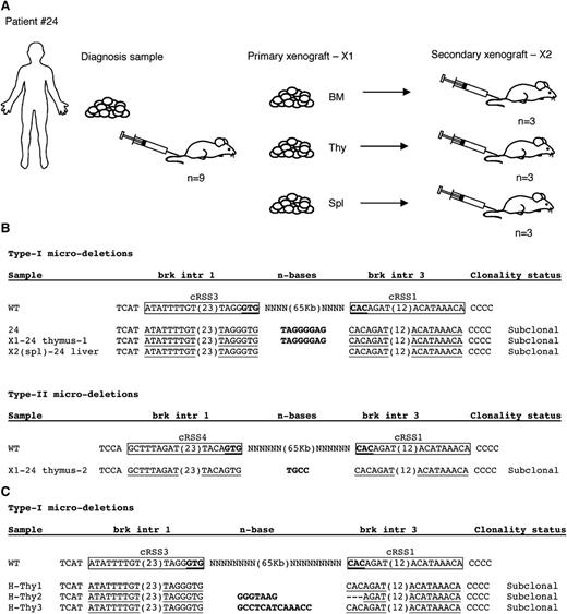 Figure 4. PTEN microdeletions in xenotransplants of a T-ALL primary patient sample and in human thymocytes from healthy individuals. (A) Schematic representation of the xenotransplantation strategy. Several months posttransplant of patient no. 24’s leukemic cells into immunodeficient NSG mice (n = 9), cells from bone marrow, thymus, spleen, and liver were collected. Primary (×1) and secondary (×2) xenotransplanted material was then analyzed for the presence of any of the 3 different PTEN microdeletions. (B) Breakpoint sequences of PTEN microdeletions as detected in samples from primary (×1) and secondary (×2) xenotransplanted mice. Canonic CAC trinucleotide sequences or the corresponding GTG nucleotides in heptamer sequences are indicated in bold and underlined. (C) Sequences of the breakpoints for PTEN type I microdeletions as identified in thymocytes of healthy individuals (H-Thy1 – H-Thy3). BM, bone marrow; Spl, spleen; Thy, thymus.