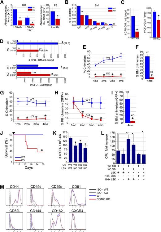 Figure 3. Hematopoietic parameters of CD166−/− mice. (A) Absolute numbers of LSK48− and LSK48−150+ cells in the BM and Lin-48− cells in the PB of WT and KO mice (6 mice per group). *P < .05 compared with WT. (B) Percentages of HSPC classes in the marrow of WT and KO mice (6 mice/group). Classes of HSPC were identified as such: LSK (Lin−Sca1+Kit+); MPP (LSKCD34+CD135+); ST-HSC (LSKCD34+CD135−); LT-HSC (LSKCD34−CD135−); 150+LT (CD150+LSKCD34−CD135−). *P < .05 compared with WT. (C) Numbers of colony forming unit-granulocyte/macrophage (CFU-GM) in 1 mL of PB and in BM contained in 1 femur from WT and KO mice (n = 5-6 mice per group). *P < .05 compared with WT. (D) Numbers of CFU-GM in 1 mL of PB and in BM contained in 1 femur from WT and KO mice mobilized with G-CSF (2 daily injections of 1 µg/mouse for 4 days). Cells were collected on day 5 (n = 4-5 mice per group). *P < .05 between KO and WT vehicle (Veh) control. #P < .05 compared with Veh in each set. †P < .05 between G-CSF KO and WT. Values in parentheses are fold-increase in CFU-GM numbers between Veh and G-CSF in each tissue. (E) Lethally irradiated F1 mice (n = 13 per group from 3 independent experiments) received 1000 LSK cells from the central region of CD166−/− mice plus 10e5 CD45.1 competitor cells. *P < .05 compared with WT at corresponding time point. (F) BM chimerism at 4-months PT of LSK cells from 1 of the 3 experiments in (E). *P < .05 compared with WT. (G) Lethally irradiated F1 mice (n = 5 per group) received 1000 LSK cells from the endosteal region of CD166−/− mice plus 10e5 CD45.1 competitor cells. *P < .05 compared with WT at corresponding time point. (H) Engraftment of 1000 GFP+ LSK cells from GFP+ WT mice transplanted with 10e5 CD45.1 competitor cells into lethally irradiated WT or KO mice (n = 5 per group). *P < .05 compared with WT at corresponding data points. Chimerism is reported as a percentage of GFP+ cells in PB. (I) BM chimerism at 4-months PT of GFP+ LSK cells in mice in (H). *P < .05 compared with WT. (J) Survival of lethally irradiated recipients (700 and 400 cGy split dose) over a 30-day period after transplantation with 10e5 low-density BM cells from WT or KO donors. *P < .05 compared with WT group. (K) Numbers of colony-forming units per 10e3 sorted LSK cells from the BM of WT or KO donors retained on WT or KO OB after 16 hours of coculture of both cell types. *P < .05 compared with WT OB-LSK coculture. (L) Fold increase in the number of colony-forming unit produced after 7 days of coculture combinations as shown in the table. Each culture received 1000 LSK cells on day 0. Data are reported as fold-increase relative to the colony-forming unit number obtained from freshly isolated 1000 LSK cells on day 0. *P < .05 compared with WT OB and CD166+ LSK coculture (third bar from the left). (M) Expression of different adhesion markers on BM cells from WT and CD166−/− donors. All antibodies were obtained from Becton-Dickinson or Pharmingen.