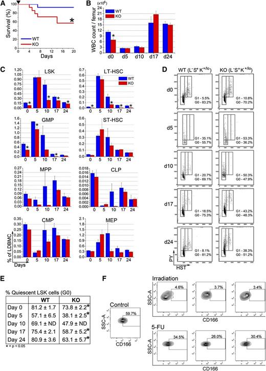 Figure 4. Behavior of CD166−/− HSPC under hematopoietic stress. (A) Survival of WT and KO mice after a single intraperitoneal injection of 5-FU (150 mg/kg, arrowhead) (n = 14 per genotype). Survival was monitored daily. *P < .05; Kaplan-Meyer curves were analyzed with a log-rank (Mantel-Cox) nonparametric test. (B) Total white blood cell count per femur before (day 0) and on days 5, 10, 17, and 24 after treatment with 5-FU (n = 4 per genotype per time point). *P < .05 compared with WT. (C) Phenotypic analysis of HSPC from BM of WT and KO mice 5, 10, 17, and 24 days post 5-FU (n = 4 per genotype per time point). *P < .05 compared with WT. (D) Representative analysis of LSK cells from 1 mouse per genotype per time point with Hoechst 33342 and Pyronin Y (n = 4 per genotype per time point). (E) Percentage of LSK cells in the G0 phase of cell cycle on days 5, 10, 17, and 24 post-5-FU treatment analyzed as shown in (D) (n = 4 per genotype per time point). *P < .05 compared with WT. (F) Expression of CD166 on BM-derived LSK cells from 1 representative control mouse or from each of 3 separate mice irradiated with 400 cGy or treated with 150 mg/kg 5-FU 10 days earlier.