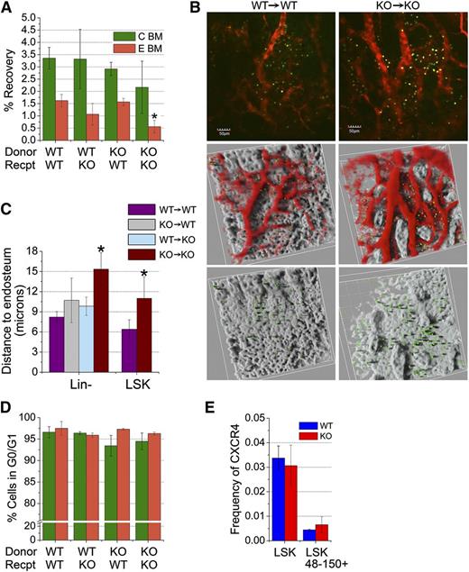 Figure 5. Homing of CD166−/− cells to the hematopoietic niche. (A) Homing of CD166−/− hematopoietic cells to the BM of lethally irradiated recipients. Recovery of BM-homed cells 16-hours PT (corrected for total body BM). Cells were stained with CTV, injected into lethally irradiated recipients and then recovered from flushed central (C BM) or from digested endosteal (E BM) regions (n = 3-4 mice per group). *P < .05 compared with WT. (B) Intravital images of CFSE-stained Lin− cells in the calvariae of nonirradiated recipients 16-hours PT. Panels on the left depict WT cells in WT recipients and those on the right show KO cells in KO recipients. Top 2 panels show CFSE-stained cells (green) in the BM microenvironment. Images of vessels (collected at 605 nm) that were stained with tetramethyl rhodamine isothiocyanate (TRITC)–conjugated dextran appear in red. Images in the middle row depict 2 different areas of the calvarium with the bone rendered silver to facilitate visualization of marrow-homed cells. The bottom row shows the same areas depicted in the middle row after removal of the images of the vasculature. Distances from each cell to the surface of the endosteum was measured using Amira 3D Visualization and Image Analysis software, version 4.1, using a 3-dimensional caliper tool. Additional information can be found in supplemental Figure 7. (C) Average distances between WT or KO Lin− and LSK cells and the endosteum. Distances between cells and the bone surface (reconstructed with a constant threshold value, visible in gold) were measured using a 3-dimensional caliper tool. *P < .05 compared with WT. Data shown are from 1 representative experiment from a total of 3. At least 1 recipient mouse per condition was used in each experiment. In the analysis shown between 8 and 25 cells per condition were measured for the Lin− group and 5 to 7 for the LSK group. Similar data were obtained in the other experiments. (D) Cell cycle analysis of BM-homed cells for 16-hours PT. BM homed CTV+ cells were isolated by cell sorting, stained with propidium iodide, and flow cytometrically analyzed for cell cycle status to determine cells in G0, G1, and G2+M (n = 3-4 per group). (E) Frequencies of WT and KO marrow-derived LSK and LSK48-150+ cells expressing CXCR4 (BD, clone 2B11, cat# 561734).
