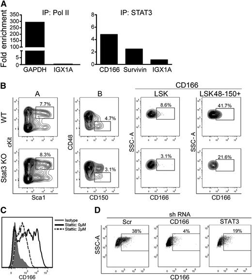 Figure 6. STAT3 regulation of CD166 expression. (A) ChiP analysis of the binding of STAT3 to the CD166 promoter. Data are from 1 representative experiment from a total of 3 that showed very similar results in each. (B) CD166 expression on LSK and LSK48−150+ cells from WT and STAT3−/− mice (n = 3 mice per group). Data shown are from 1 mouse/genotype. Identical results were obtained from the other 2 mice. LSK cells were gated from column “A” and LSK48−150+ were gated from column “B.” (C) CD166 expression on BM-derived Lin− cells treated with STATTIC for 24 hours. Percentage of CD166+ cells declined from 53% (solid line plot) to 17% (dotted line plot) after treatment. (D) Expression of CD166 in human MOLT4 cells transduced with scrambled (Src), CD166, or STAT3 short hairpin RNA. Short hairpin RNA was cloned into Age1 and EcoR1 sites of the MISSION vector (Sigma), which was then selected by puromycin.