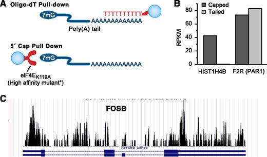 Figure 3. Platelet transcripts are capped, tailed, and spliced. (A) The techniques we have used to capture and concentrate poly-A mRNA or 5′-capped mRNA from platelets. The captured RNAs are concentrated by immunoprecipitation techniques. For poly-A pull-down, the bead-conjugated oligo-dT sequence binds to the poly-A tail. For the 5′-cap pull-down, a bead-conjugated hyperaffinity mutant enzyme binds to the 7mG cap at the 5′ end of the mRNA. (B) Bar graph of the RNA-seq expression estimates (RPKM) of a histone transcript HIST1H4B and the transcript coding for the platelet thrombin receptor protease-activated receptor 1 (F2R) following mRNA isolation by a 5′-cap or poly-A tail pull-down. (C) RNA-seq coverage graph of FBJ murine osteosarcoma viral oncogene homolog B (FOSB), which appears mostly unspliced in platelets. Note that reads align to both exons and introns. Compare this with GP9 in Figure 2, which has very few reads mapping to introns. RPKM, read (or fragment) per kilobase normalized to a million.