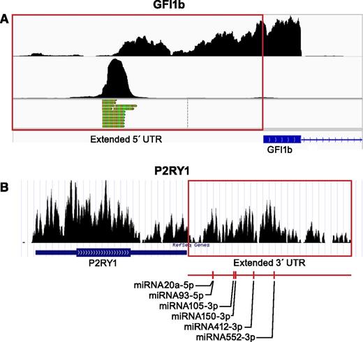 Figure 4. Platelet transcripts have variable 5′ or 3′ UTRs. (A) Shown are coverage graphs of the 5′ end of GFI1B in platelets. The top panel represents coverage of all reads mapping to the 5′ end of GFI1B. The red box is drawn around the region that maps beyond the known transcript annotation (blue). The bottom panels show only those reads that contain the sequence tag ligated onto the 5′ end at time of sample preparation (for details, see Osman et al23). The 5′-tagged reads are only the extreme 5′-terminal reads and therefore mark the transcription start site. (B) Coverage graph of the 3′ end of purinergic receptor P2Y, G-protein coupled 1 (P2RY1) in platelets. The red box is drawn around the region that maps beyond the known 3′ UTR annotation. miRNA target analysis of this additional sequence identified several miRNA binding sites. A representative subset of the target sites is marked underneath the graph. See it yourself: To see GFI1B and P2RY1 in platelets via the UCSC Genome Browser, follow the Web link > access instructions for site 1 (see Table 1). For individual reads, follow the Web link > access instructions for site 2 (see Table 1). Search for GFI1B or P2RY1 in the browser. Note that the 5′-terminal reads in the bottom panels of A were processed from the data set published by Osman et al23 and are therefore not yet available in a browser-friendly format.