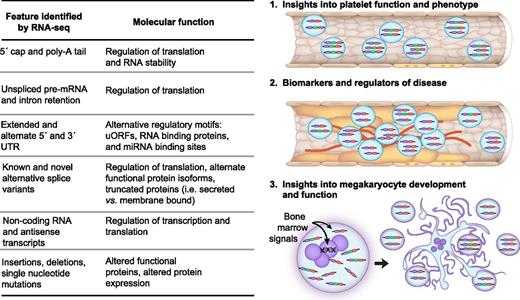 Figure 8. RNA-seq facilitates discovery in platelets. The table summarizes the various transcript features, and their respective functions, that are identifiable through RNA-seq in platelets. Each feature in platelets can be analyzed to provide mechanistic insights into platelet function (1), as biomarkers or modulators of disease (2), or for their role in megakaryocyte development and function (3). As an example, the vessel in (1) depicts platelets that express 2 different splice variants: a predominant 3-exon variant (purple-green-red) and a minor 2-exon variant (purple-red). In vessel (2), which is atherosclerotic, the predominant isoform in platelets is shifted to the 2-exon isoform that may serve as a biomarker for atherosclerosis and may additionally contribute to disease pathogenesis. As depicted in (3), a combination of genetics and environmental signals reaching the bone marrow megakaryocyte dictate the expression of the RNAs, and the features of RNA, that are captured as the platelets are formed.