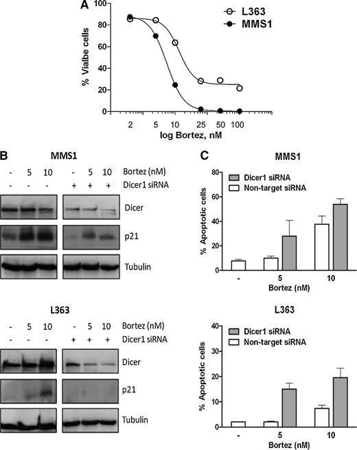 Figure 1. Effects of Dicer1 silencing on bortezomib-induced apoptosis in MM cells. (A) Representative dose-response curve of MMS1 and L363 cells after incubation for 24 hours with various bortezomib concentrations. Cell viability (%) was measured by annexin V/propidium iodide staining (AnnV/PI) (Invitrogen, Paisley, United Kingdom), and viable cells are defined as AnnV–/PI–. Results are shown as the mean of duplicates (n = 2). (B) Lysates were generated from Dicer1 knockdown with 100 nM short interfering RNA (siRNA) or nontarget siRNA control MMS1 and L363 cells treated with 5 to 10 nM bortezomib (Cell Signaling Technology, Danvers, MA) or vehicle for 24 hours, and the expression of Dicer1 (Cell Signaling Technology) and p21 (BD Transduction Laboratories, Heidelberg, Germany) proteins were analyzed by western blot. Tubulin served as a loading control. The image shows a representative of 3 independent experiments run on the same gel. Briefly, 4.5 × 105 MM cells were transiently transfected with Dicer1 siRNA (Cell Signaling Technology) or nontarget smart pool siRNA (Dharmacon, Lafayette, CO) using the TransIT-siQUEST transfection reagent (Mirus Bio, Madison, WI). MM cells were transfected with a solution containing 250 µL Opti-Mem medium (Invitrogen), 3.5 µL TransIT-siQUEST transfection reagent, and 100 nM Dicer1 siRNA or nontarget siRNA. Transfection efficiency was assessed by western blot. (C) Dicer1 knockdown increased apoptosis upon bortezomib treatment in MM cells. Dicer1 knockdown with 100 nM siRNA or nontarget siRNA control MMS1 and L363 cells was treated with 5 to 10 nM bortezomib or vehicle for 24 hours before an assessment of the percentage of AnnV+/PI+ cells by flow cytometry. Dicer1 knockdown potentiates the effect of bortezomib in L363 cells. The data presented are means ± SD of 3 experiments.