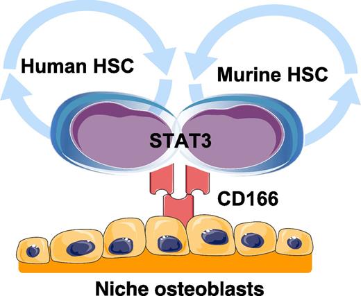 Human and murine HSCs interact with niche osteoblasts through homotypic interactions with CD166. Engagement of CD166 by HSCs activates STAT3 signaling. Graphics adapted from Servier Medical Art (www.servier.com).