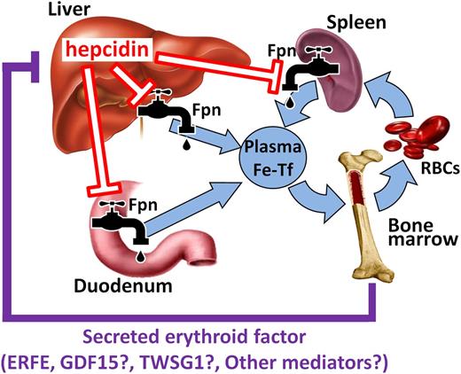 Figure 1. Hepcidin coordinates iron supply for erythropoiesis. Hepcidin controls major iron flows into plasma by causing degradation of its receptor ferroportin. After erythropoietic stimulation, erythroid precursors secrete 1 or more mediators (erythroid factors) that suppress hepcidin production in the liver, resulting in increased iron supply to the bone marrow. ERFE has been proposed to mediate hepcidin suppression in both physiological (eg, after hemorrhage) and pathological conditions (eg, ineffective erythropoiesis), whereas GDF15 and TWSG1 may only play a role in iron-loading anemias. Other erythroid regulators may exist but have yet to be identified.