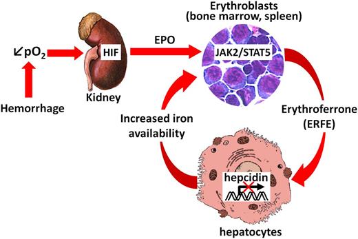 Figure 2. Proposed mechanism of action of the erythroid regulator ERFE. After blood loss, decreased oxygen delivery is sensed in the kidneys, stabilizing HIF and inducing EPO production. Binding of EPO to its receptors on erythroid progenitors in the bone marrow and the spleen leads to the rapid production of ERFE via the JAK2/STAT5 signaling pathway. ERFE is then secreted into the circulation and acts directly on hepatocytes to signal for hepcidin suppression in order to increase the iron flow into plasma for new red blood cell synthesis.