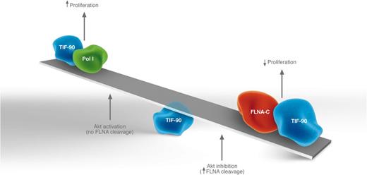 The relative amount of active TIF-90 complexes correlates with rRNA synthesis and thus proliferation. Akt activity affects the balance of complexes by modulating FLNA cleavage as described in the text. Given that no assays with purified protein have been carried out, it is unknown whether TIF-90 directly binds to either Pol I or FLNA-C, thus the illustration is not meant to imply direct interactions. Professional illustration by Luk Cox, Somersault1824.