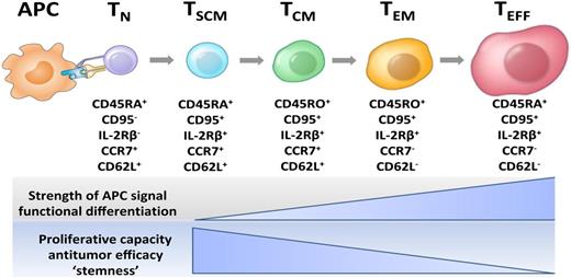 Current model of CD8+ T-cell central and effector memory generation for mouse and human T cells. This model of T-cell differentiation is also known as the “linear” or “developmental” model. Unlike previous models that proposed that T effector cells gave rise to memory cells, the developmental model indicates that less differentiated memory cell types that express CD62L give rise to effector cells, and not vice versa. APC, antigen-presenting cell; TCM, central memory T cell; TEFF, effector T cell; TEM, effector memory T cell; TN, naive T cell; TSCM, T memory stem cell. Figure prepared by Dr Nicholas P. Restifo.