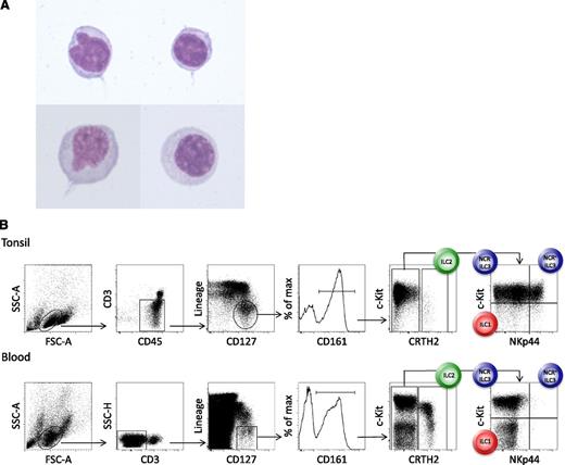Figure 1. Morphology and phenotype of peripheral blood ILCs. (A) May-Grünwald-Giemsa staining (original magnification ×100), after cytospin, of human lineage− CD127+ CRTH2+ ILC2s that were sort-purified from the peripheral blood. (B) Phenotype and gating strategy for ILC1s, ILC2s, and NCR− and NCR+ ILC3s derived from tonsil (upper panels) and peripheral blood (lower panels) of healthy humans. The lineage cocktail contains markers for T cells (TCRαβ and TCRγδ), B cells (CD19), NK cells (CD94), myeloid and plasmacytoid dendritic cells (CD1a, CD11c, CD123, and BDCA2), monocytes and macrophages (CD14), mast cells (FcεR1), and stem cells (CD34). In the peripheral blood, NCR+ ILC3s are virtually absent in healthy individuals.