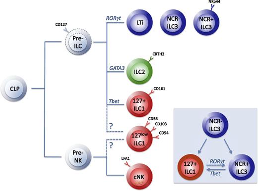 Figure 2. The developmental relationship of ILCs. The NK cell progenitor (pre-NK) and the ILC progenitor (pre-ILC) evolve from the common lymphoid progenitor (CLP), but the phenotype and developmental requirements of the pre-ILCs have not been defined in humans (dotted lines). ILC3s and ILC2s develop from pre-ILCs under the influence of the transcription factors RORγt and GATA3, respectively. CD127+ ILC1s may derive from pre-ILCs or may be developmentally separated as part of the NK branch together with conventional NK cells (cNK) and CD127low ILC1s. Inset: ILCs have plasticity, as RORγt+ NCR− ILC3 can differentiate in vitro into ILC1s and into NCR+ ILC3s; the latter, in turn, can be induced into a NKp44− cKit− CRTH2− ILC1s, and vice versa, depending on specific activation signals. Whether these ILC1s are similar to the NKp44− cKit− CRTH2− ILC1s that can be found in human tissues and blood remains to be determined. During these processes, these cells downregulate RORγt and upregulate Tbet.