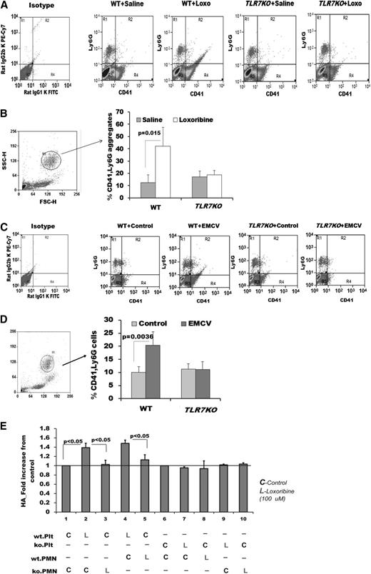 Figure 2. Murine platelet-TLR7 mediates aggregation of platelets with leukocytes. Male mice were injected with Loxo. One hour postinjection, blood was drawn by cheek puncture, and aggregates between platelets (labeled with CD41) and leukocytes (labeled with Ly6G) were measured by flow cytometry. (A) Dot plots of each condition used with no gating. (B) Quantitation of CD41, Ly6G aggregates, gated around the granulocyte population. (C-D) Male mice were injected with EMCV as detailed in “Methods.” (C) Dot plots of each condition used with no gating. (D) Quantitation of CD41, Ly6G-positive aggregates, gated around the granulocyte population. Data are average ± SD and were analyzed by Student t test using n = 6 (3 males, 3 females)/group/condition (B) and n = 4 (D). (E) Isolated platelets or neutrophils (abbreviated as PMN) were labeled, pretreated, and then mixed for 15 minutes with the other untreated population. The Ly6G, CD41-positive population was quantified by flow cytometry n = 3 (2 mice per isolation were pooled for n = 1 in either genotype). KO denotes TLR7KO in E. Data are average ± SD and were analyzed by 1-way ANOVA (P < .0001) followed by Bonferroni test.