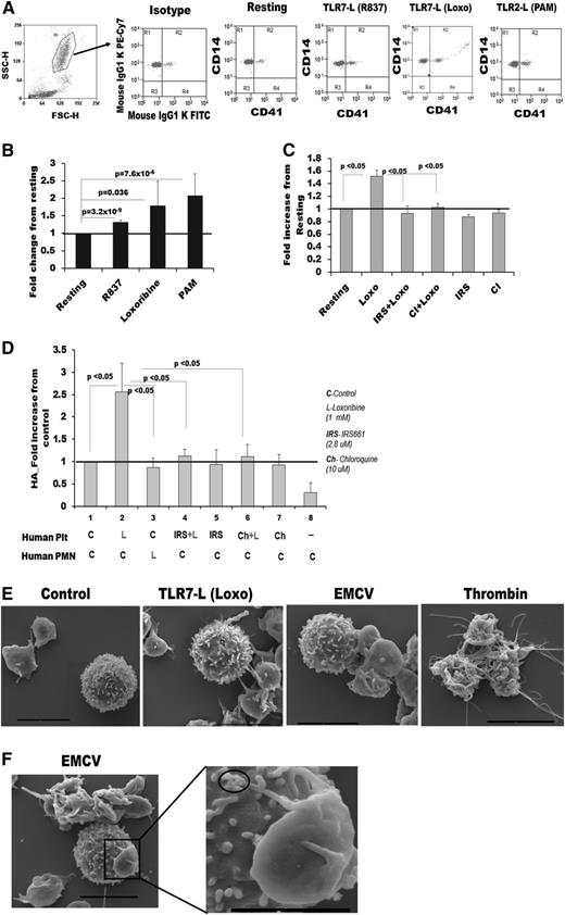 Figure 3. Human platelet-TLR7 mediates aggregation of platelets with granulocytes through endosomal signaling. Blood from human donors was treated with Loxo immediately after draw and stained with CD41 (platelets) and CD14 (leukocytes) antibodies. Aggregates between platelets and granulocytes were measured by flow cytometry. (A) Dot plots gated around the granulocyte population. FSC-H, forward scatter; SSC-H, side scatter. (B) Quantitation of CD41, CD14-positive aggregates from A. The following conditions were applied: R837 (2 μg/mL; n = 8); Loxo (1 mM; n = 5); Pam3CSK4 (10 μg/mL; males n = 10). (C) CD41, CD14 aggregates in human blood (n = 3) posttreatment with specific antagonist (IRS661, 2.8 μM) or the endosomal inhibitor chloroquine (Cl, 10 μM). (D-E) Platelets (denoted Plt) and neutrophils (denoted PMN) were isolated from human blood and labeled with CD41 and CD14, respectively. (D) Quantitation of CD41, CD14-positive aggregates in each fraction stimulated with either TLR7 agonist (Loxo) or pretreated with IRS661 or Cl (for 30 minutes) and then stimulated with Loxo for 15 minutes. The fractions were mixed together for 15 minutes, and aggregates were measured (n = 4) in each experiment. (E) SEM images of platelets and WBC stimulated together with different agonists. (F) SEM image of a WBC and a platelet with viral particles at the end of its pseudopodia (see circles). Bar in E and F represents 4 μm, except in the magnified image, where it is 2 μm. Data are average ± SD and were analyzed by Student t test (3B) or 1-way ANOVA (C, P < .05; E, P < .0001) followed by Bonferroni test (P values are noted on the graph).