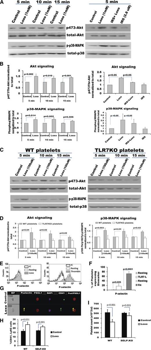 Figure 4. TLR7 activation in platelets leads to Akt and p38-MAPK phosphorylation and translocation of P-selectin to the cell surface. (A-D) Platelets were isolated from humans and mice and treated with TLR7 agonist (Loxo) or pretreated (for 30 min) with the TRL7 antagonist, IRS661, and then stimulated with Loxo for the indicated time intervals. Protein was isolated and resolved by western-blot analysis. Phosphorylation (A) and quantitation (B) of kinases involved in α-granule release in human platelets. (C-D) Phosphorylation and quantitation, respectively, of kinases involved in α-granule release in murine platelets. (E) P-selectin surface expression and (F) quantitation in human platelets, post TLR7 agonist (Loxo) or thrombin (IIA) stimulation, resolved by flow cytometry. IC, isotype control. (G) Platelet P-selectin interacts with PSGL-1 on the granulocyte population measured by FlowSight image cytometer. (H-I) Five-week-old female WT and P-selectin (SELP) KO mice were injected with Loxo. (H) Heterotypic aggregates between CD41-platelets and Ly6G-PMNs and platelet count (I) 2 hours after Loxo injection. Data are average ± SD and were analyzed by Student t test, except the quantitation of the experiment with the inhibitors, analyzed by ANOVA (P < .0001). Analysis is based on n = 4 humans (A-B), n = 3 groups of mice (C-D), n = 4 for Loxo and n = 3 for thrombin (E), n = 4 (F), and n = 3 (G), n = 3-4 mice/group (H-I).