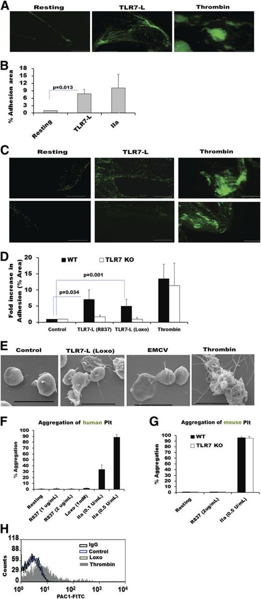 Figure 7. TLR7-activated platelets adhere to collagen but do not aggregate or form significant thrombi. Fluorescently labeled and stimulated, washed platelets were run over collagen-coated slides. (A) Human platelets treated with TLR7 ligand (TLR7-L) (R837, 2 μg/mL or 8.3 μM) or with thrombin (0.5 U/mL). (B) Quantitation of (A) for n = 6 individuals (3 females and 3 males). (C) Murine platelets treated with thrombin (0.5 U/mL) or TLR7-L: Loxo (100 μM) or R837 (2 μg/mL). (D) Quantitation of (C) using n = 3 (Loxo), n = 5 (R837), and n = 5 (thrombin). (E) SEM images of platelets treated with different agonists. (F) Aggregation of isolated human or (G) murine platelets treated with various concentrations of agonists depicted in the graph. Data are average ± SD and were analyzed by Student t test using n = 5 for human platelets (except Loxo, n = 3) and n = 3 for each condition in mice, as each n is pooled platelets from 4 to 5 mice. (H) PAC-1 binding to isolated human platelets post isotype control, control, Loxo (1 mM), and thrombin (0.005 U/mL) tested by flow cytometry. Histogram is representative of n = 4 individuals. PAC-1 tests for epitope on αIIbβ3 integrin of human platelets, necessary for fibrinogen binding and aggregation. Bars in A and D represent 100 μm and in E represent 4 μm.