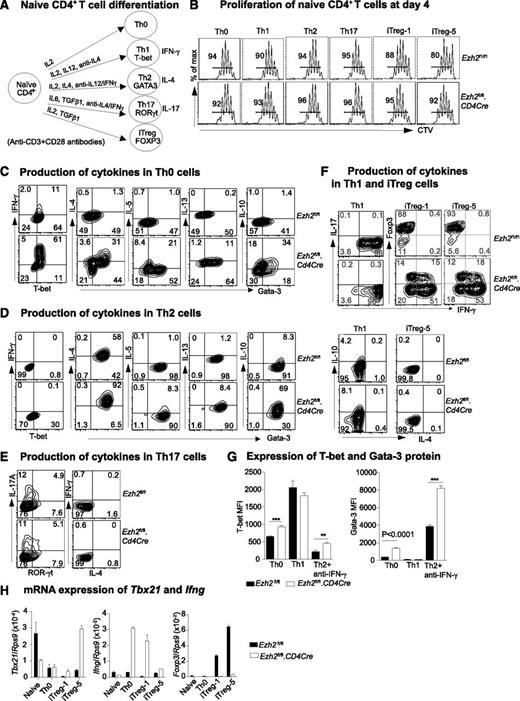 Figure 1. Differentiation of Ezh2-null naïve CD4+ T cells. (A) Schema of naïve CD4+ T-cell activation and differentiation conditions. (B) Four-day proliferation of naïve CD4+ T cells purified from Ezh2fl/fl and Ezh2fl/fl.CD4Cre mice that were cocultured with WT (Ly5.1+) naïve CD4+ T cells. iTreg-1 and -5 indicate the addition of 1 and 5 ng/mL TGF-β1 under iTreg conditions. Cytokine production in Th0 (D), Th2 (E), Th17 (E), and Th1 and iTreg (F) cells at day 4. (G) T-bet and Gata-3 mean fluorescent intensity (MFI) in Th0, Th1, and Th2 cells. Data are representative of 3 independent experiments for (A-G). (H) mRNA expression of Tbx21, Ifng, and Foxp3 in naïve and differentiated Th0 and iTreg cells; Rps9 was used as a reference gene. Data are presented as mean ± standard error of the mean (SEM) of 2 independent experiments.