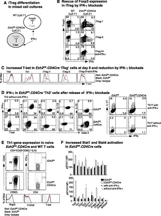 Figure 2. IFN-γ blockade prevents impaired differentiation of Ezh2-null naïve CD4+ T cells. (A) Schema of mixed-cell culture conditions. (B) iTreg differentiation in mixed-cell cultures as illustrated in (A) in the presence or absence of IFN-γ–blocking antibody. (C) Expression of T-bet at day 6 in differentiated cells. (D) Cytokine production in Th2 and Th17 cells in the presence or absence of IFN-γ blockade. (E) IFN-γ production by naïve CD4+ T cells activated by phorbol myristate acetate (PMA)+ionomycin for 5 hours, and expression of IFN-γ receptor (Ifngr2), IL-12 receptor (Il12rb2), and T-bet genes in naïve CD4+ T cells. (F) Activation of STAT1 and STAT4 in 4-day differentiated T cells in the presence (+) of absence (–) of IFN-γ blockade when restimulated by PMA+ionomycin for 5 hours. Results shown are mean ± SEM of duplicates, representative of 3 independent experiments.