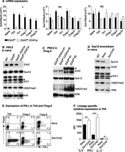 Figure 3. Suppression of IFN-γ production by Ezh2 requires PRC2. (A) Expression of Ezh2, Ezh1, and Suz12 in naïve and differentiated T cells relative to Rps9. Data are mean ± SEM of 2 independent experiments. P values were calculated from 2-way analysis of variance (*P < .05). (B) Western blot showing Ezh2, Suz12, Ezh1, H3k27me3, and Actb in naïve CD4+ T cells isolated from WT (Ly5.1), Ezh2fl/fl, Ezh2fl/+CD4Cre, and Ezh2fl/fl.CD4Cre mice. (C) Western blots of iTreg cells. (D) Western blot of naïve CD4+ T cells that are depleted of Suz12. (E) IFN-γ and Foxp3 expression in Suz12-kd Th0 and iTreg cells. (F) Cytokine expression in Suz12-kd Th0 cells.