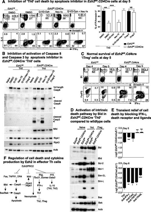 Figure 5. Ezh2 differentially controls cell survival of effector and regulatory T cells. (A) Live cell and cytokine staining in Th0 cells at day 5 in the presence of apoptosis or necrosis inhibitors (left panel). Percentages of live cells in 3 independent experiments (unpaired Student t test: **P < .01, ***P < .001) (right panel). (B) Western blot of death receptor–related cell death proteins in Th0 and iTreg cells from Ezh2fl/fl and Ezh2fl/fl.CD4Cre cells. (C) Live cell and cytokine staining in iTreg cells at days 4 to 5. (D) Western blot of intrinsic cell death proteins in naïve Th0 and iTreg cells from Ezh2fl/fl and Ezh2fl/fl.CD4Cre cells. (E) Log2 ratio of live Ezh2fl/fl.CD4Cre and WT cells at days 5 and 6 in mixed-cell cultures under Th0 conditions. (F) Model summary of regulation of IFN-γ production and cell death by Ezh2 in effector Th cells.