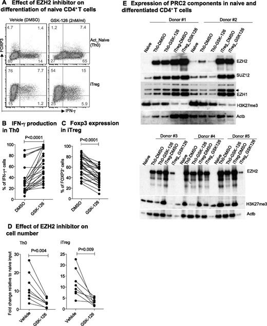 Figure 7. EZH2 suppresses IFN-γ production and death of human CD4+ T cells. (A) IFN-γ and FOXP3 expression in human Th0 and iTreg cells in the absence or presence of EZH2 inhibitor GSK-126. (B) Proportion of IFN-γ Th0 cells and (C) FOXP3 iTreg cells with or without EZH2 inhibitor GSK-126 during naïve cell differentiation in healthy individuals. (D) Fold change in day 6 differentiated cell number compared with day 0 naïve CD4+ T-cell input. Paired Student t test: 2-tailed for (B-D). (E) Expression of PRC2 components during naïve CD4+ T-cell differentiation.